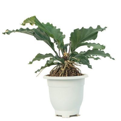 گیاه آنتوریوم Anthurium - شیراز پالم ⚡️
