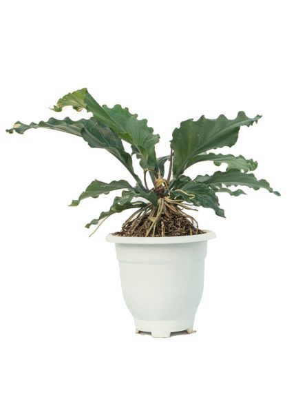گیاه آنتوریوم Anthurium - شیراز پالم ⚡️