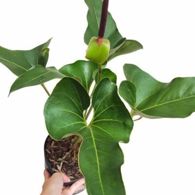 خرید گل و گلدان هدیه برای تولد ??