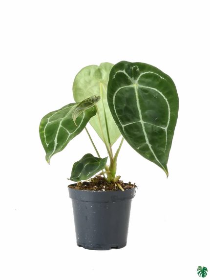 قیمت روز گل و گیاه در بازار شهید فکوری 🌺🌿