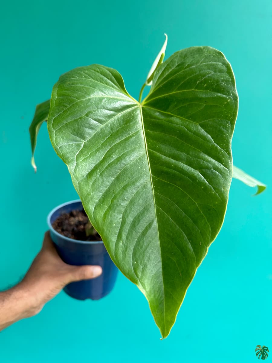 قیمت روز انواع گل و گیاه طبیعی 🌼🌿