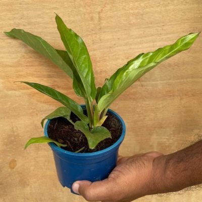 Anthurium Hookeri