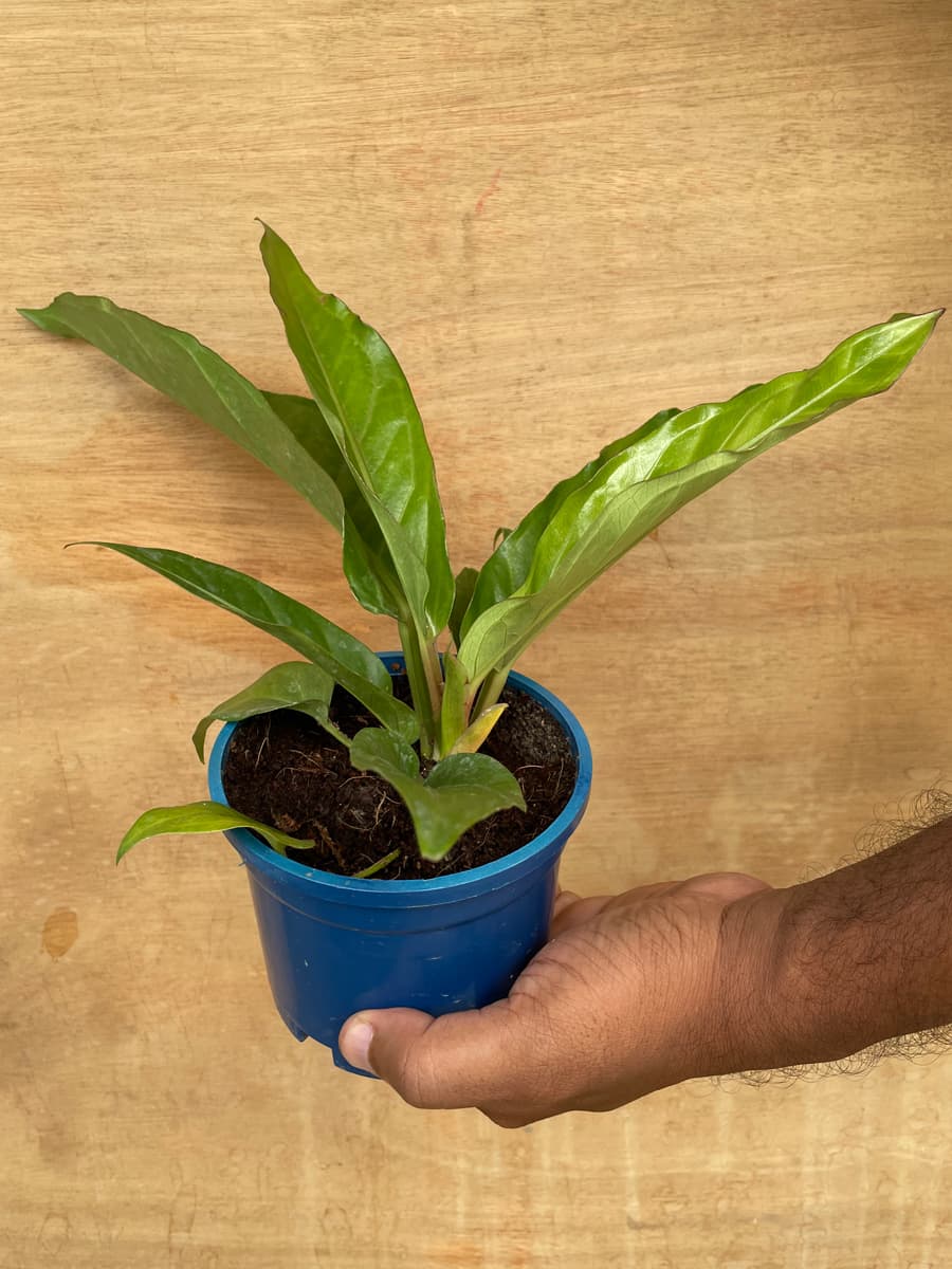 Anthurium Hookeri
