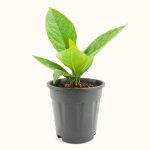 Anthurium Jenmanii