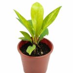 Anthurium Jenmanii Variegated