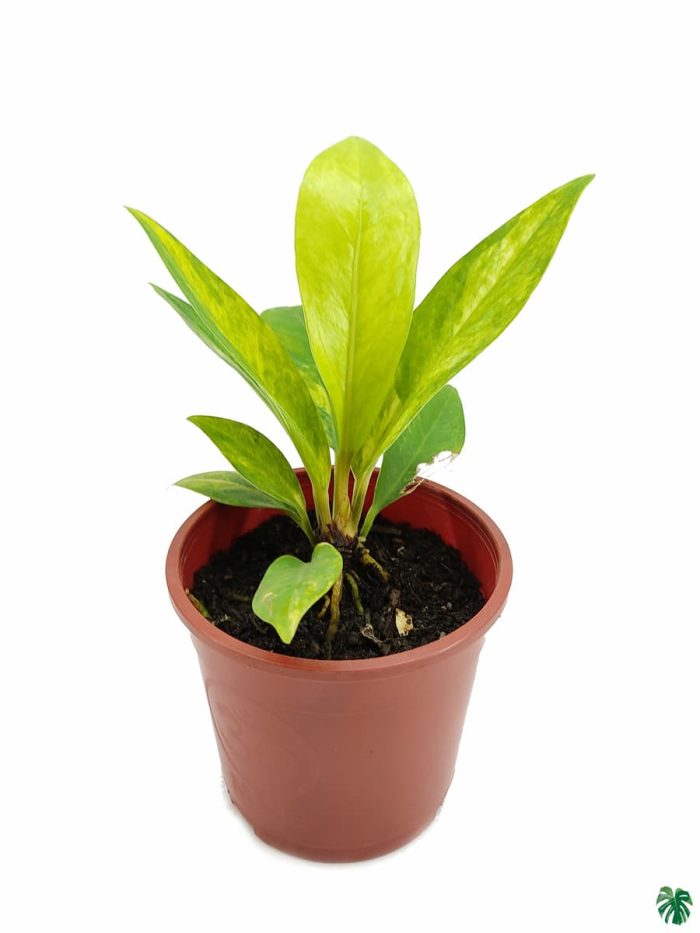 Anthurium Jenmanii Variegated