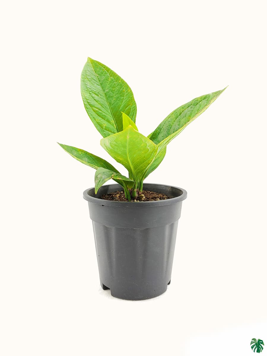 Anthurium Jenmanii