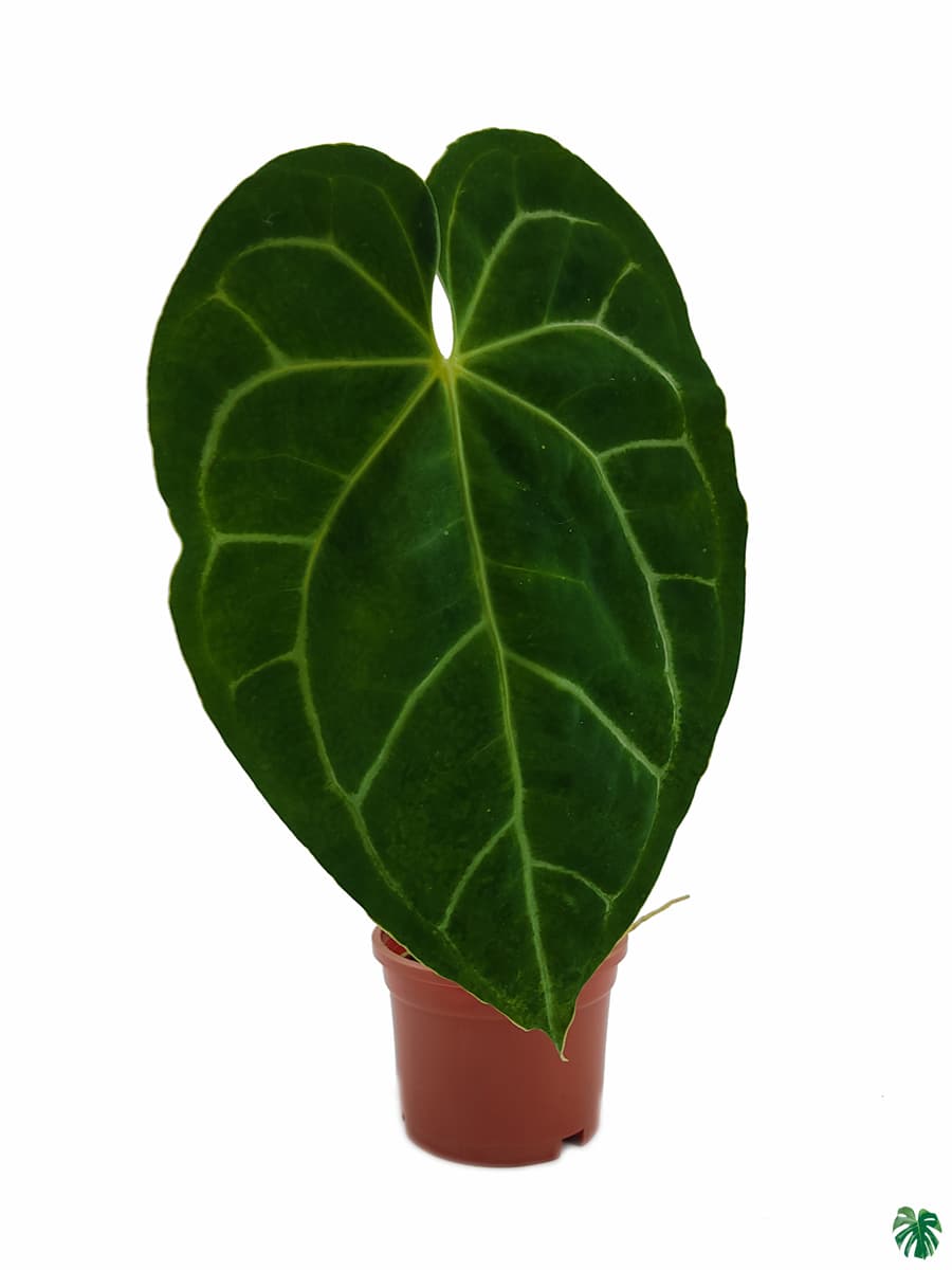 Anthurium Magnificum x Crystallinum Hybrid
