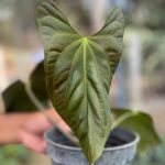 Anthurium Papillilaminum