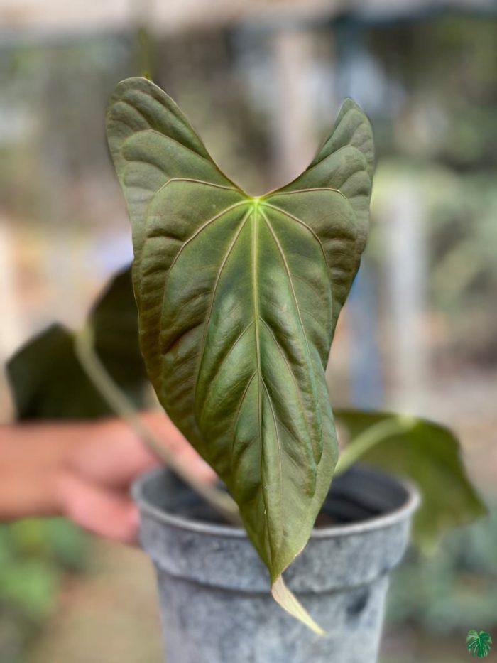 Anthurium Papillilaminum