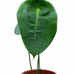 Anthurium Peltigerum