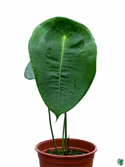 Anthurium Peltigerum