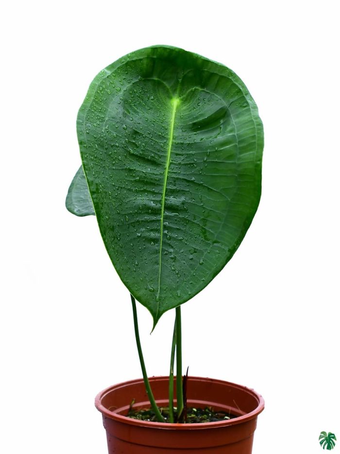 Anthurium Peltigerum
