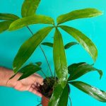 خرید گل و گلدان هدیه برای تولد پدر ??