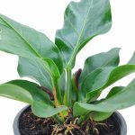Anthurium Plowmanii