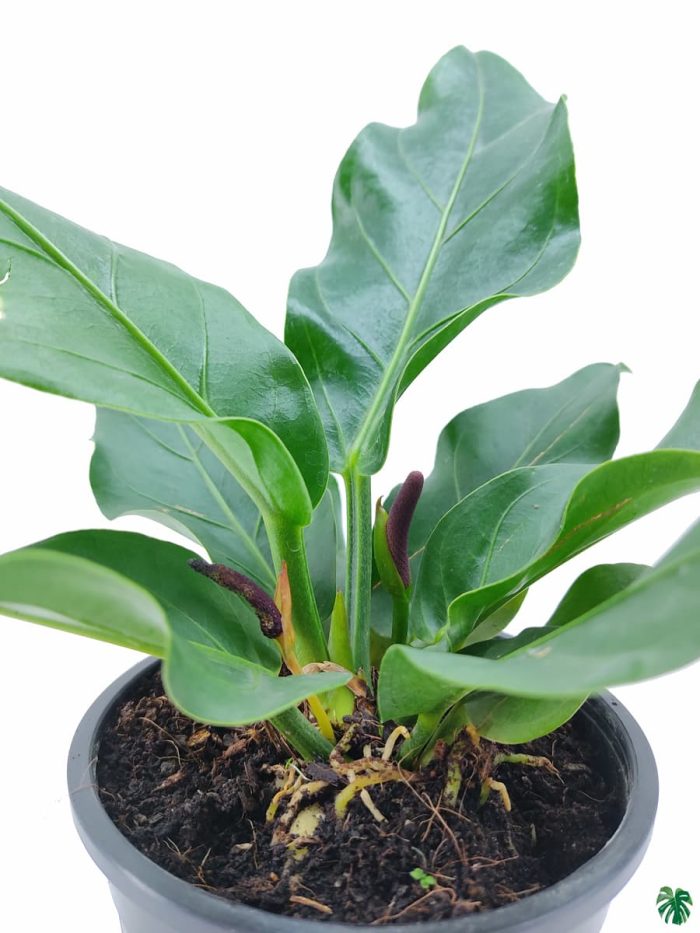 Anthurium Plowmanii