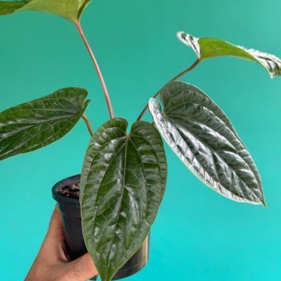Anthurium Radicans x Luxurians