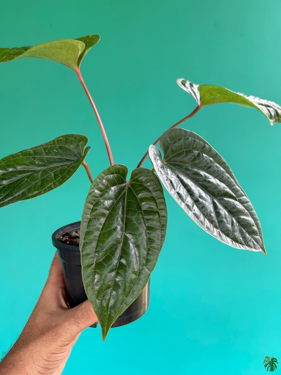 Anthurium Radicans x Luxurians