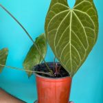 خرید گل و گلدان هدیه برای خانم‌ها ??