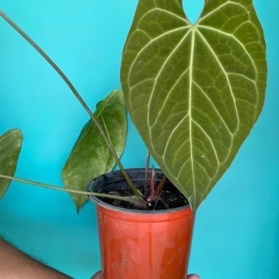 خرید گل و گلدان هدیه برای خانم‌ها ??