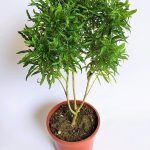 Aralia Green