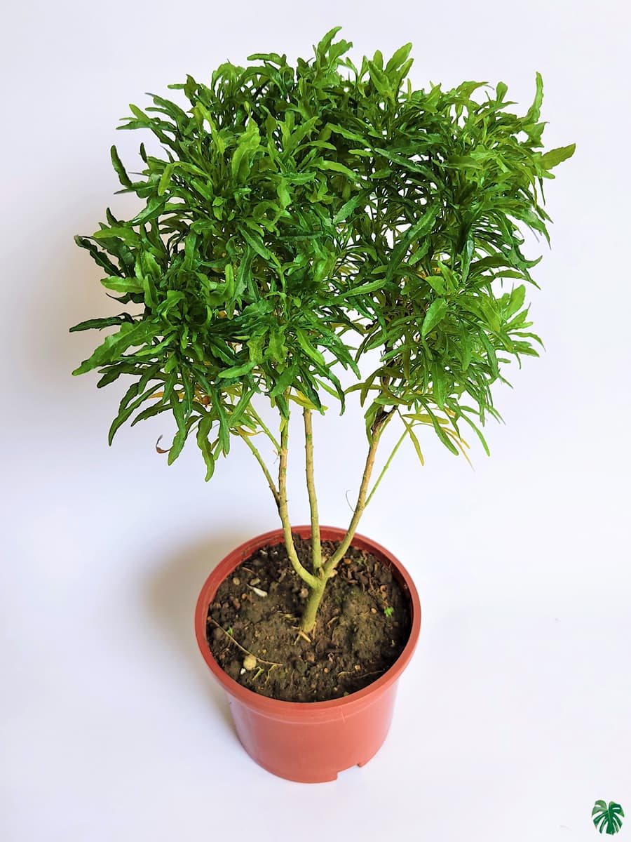 Aralia Green