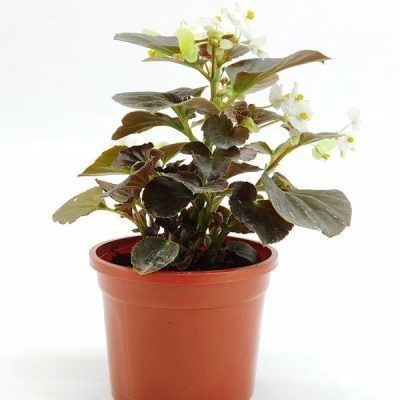 Bada Boom White Begonia