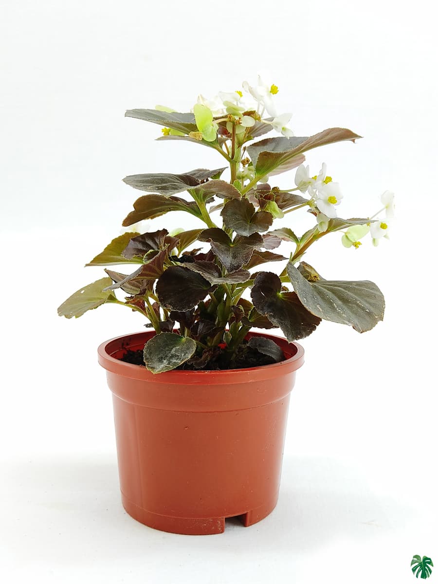 Bada Boom White Begonia