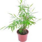 خرید گل و گلدان هدیه برای زائر مکه ??