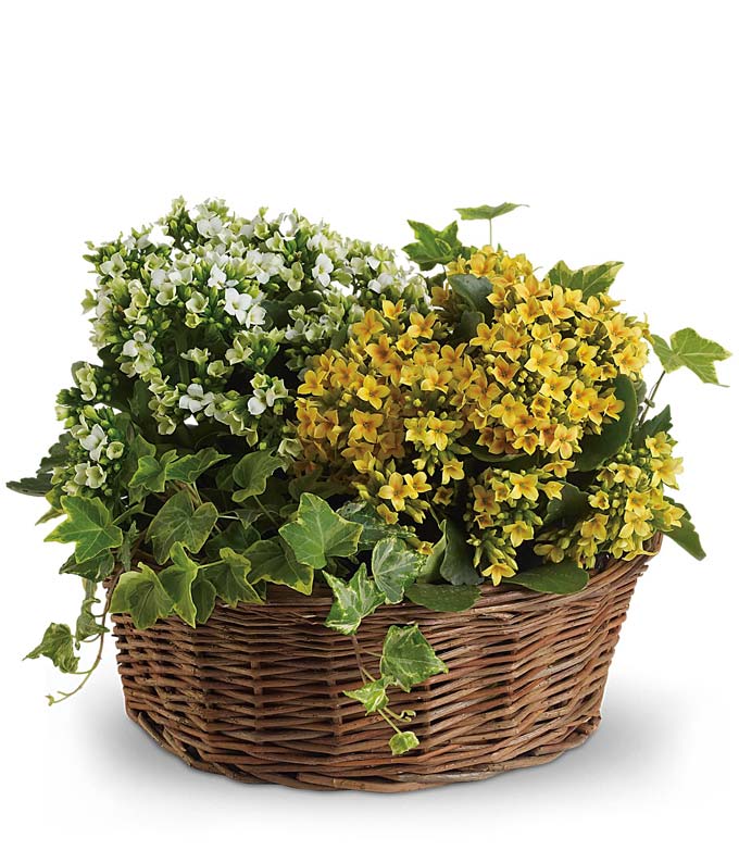 خرید گل و گلدان هدیه برای زن
