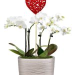 Be Mine Mini Orchid Garden