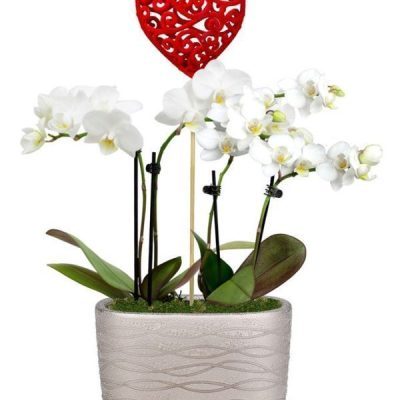Be Mine Mini Orchid Garden