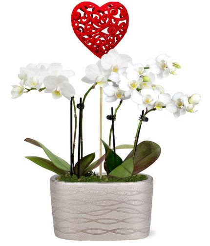 Be Mine Mini Orchid Garden