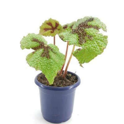 Begonia Masoniana