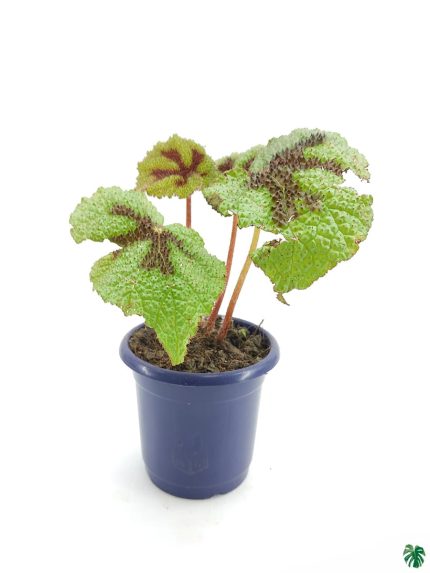 Begonia Masoniana