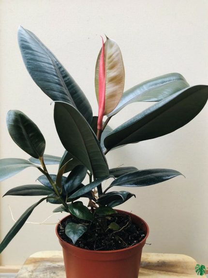 'Black Prince' Rubber Plant