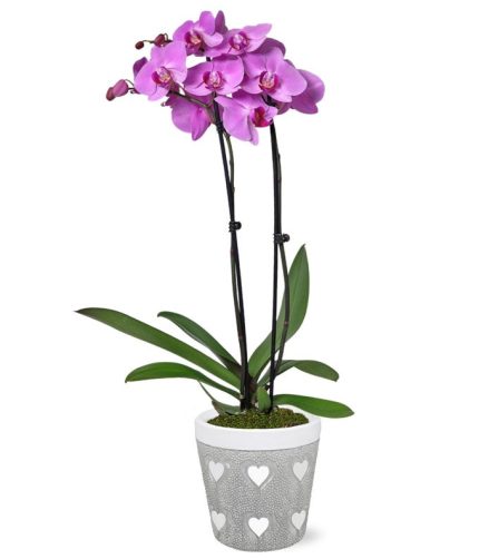 Blooming Love Lavender Orchid