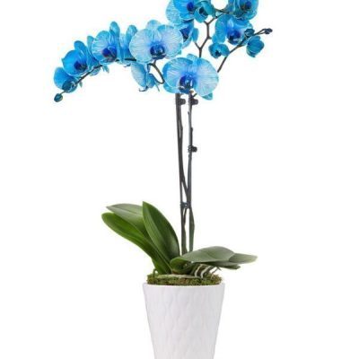 Blue Sapphire Orchid