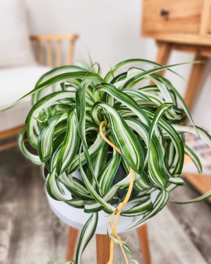 Bonnie Spider Plant