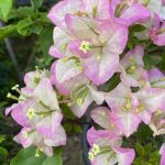 خرید گل و گلدان هدیه برای بچه‌های پیش‌دبستانی ??