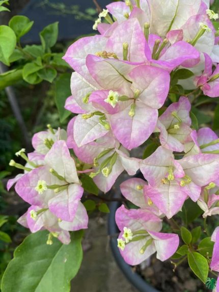خرید گل و گلدان هدیه برای بچه‌های پیش‌دبستانی 🌸🎁