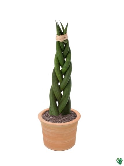 Braided Sansevieria Cylindrica