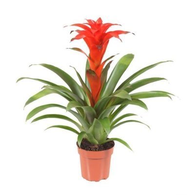 Bromeliad Guzmania Hope
