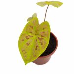 Caladium Bicolor New Wave