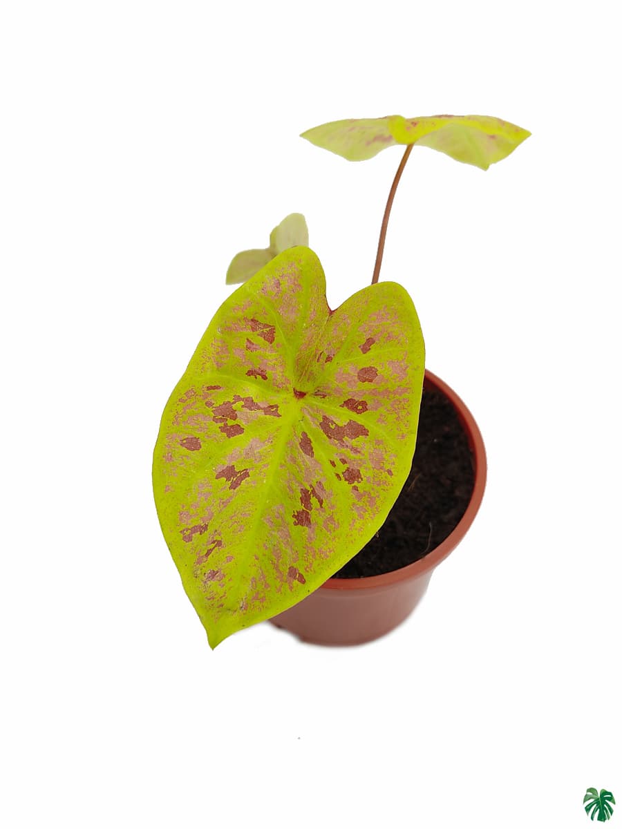 Caladium Bicolor New Wave