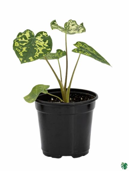 Caladium Hilo Beauty - Alocasia Hilo Beauty