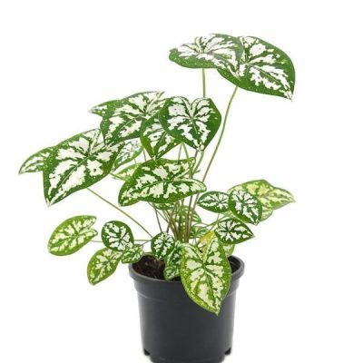 Caladium Humboldtii 'Mini White'
