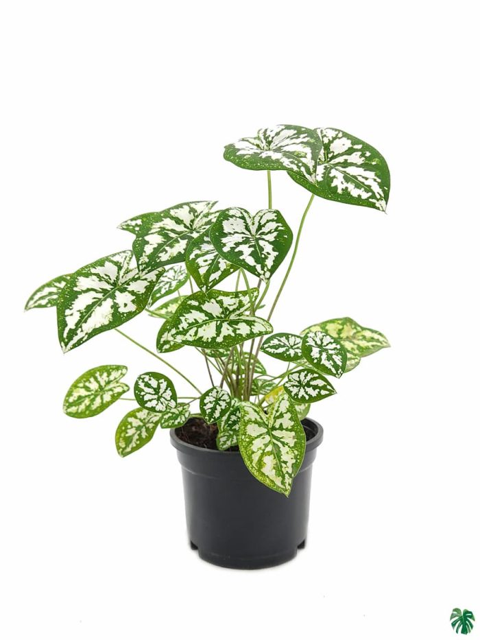 Caladium Humboldtii 'Mini White'