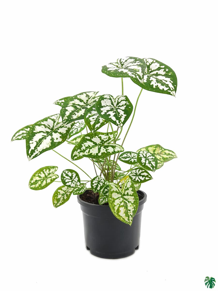 Caladium Humboldtii 'Mini White'