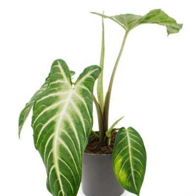 Caladium Lindenii - Xanthosoma Lindenii